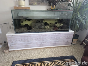 Aquarium mit Besatz 600 Liter  Bild 2