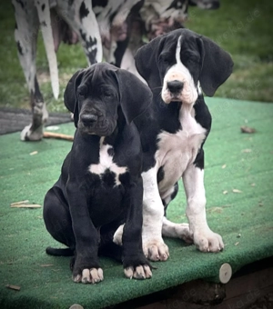 Deutsche Doggen Welpen mit Papieren