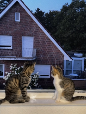 2 süße bkh ekh Kitten Bild 3