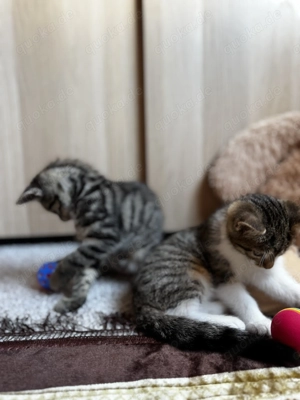 2 süße bkh ekh Kitten Bild 2