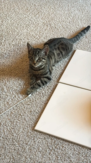 2 süße bkh ekh Kitten Bild 4