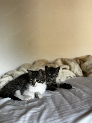 2 süße bkh ekh Kitten Bild 5