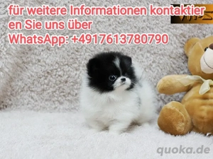 Zwergspitz Pomeranian welpen