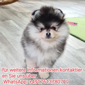 Zwergspitz Pomeranian welpen 