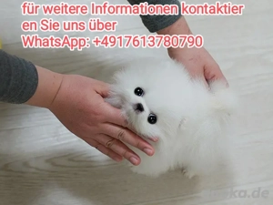 Zwergspitz Pomeranian welpen 