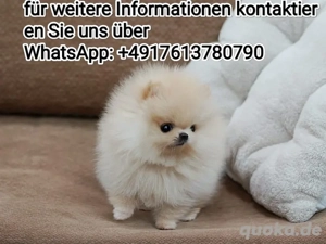 zwergspitz Pomeranian welpen 