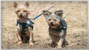 Nini und Neco, die Unzertrennlichen!