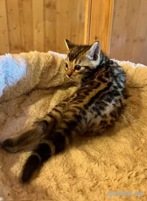Kleine Bengalkatzen (BKH) ab sofort verfügbar
