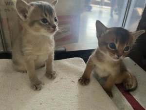 Traumhaft schöne Abessinier Variant Kitten mit Stammbaum  Bild 2