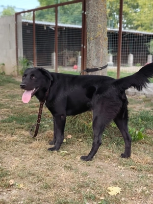 *HARIBO* Ein freundlicher, verspielter Junghund, sozial zu Menschen und seinen Artgenossen