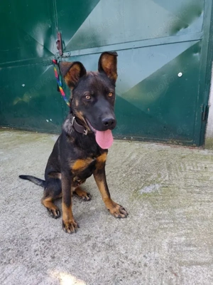 *MONTY* Dieses Energiebündel sucht eine aktive Famiie