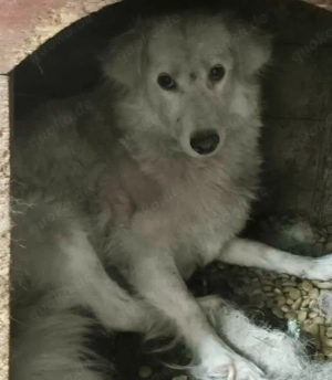 Alla braucht ein Zuhause für immer Bild 4