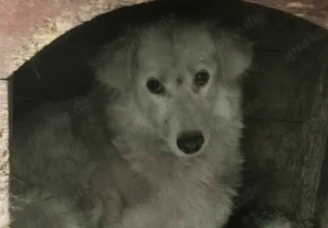 Alla braucht ein Zuhause für immer Bild 5