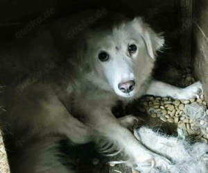 Alla braucht ein Zuhause für immer Bild 6