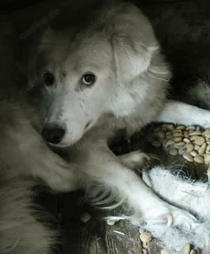 Alla braucht ein Zuhause für immer Bild 7