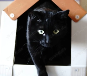 Punti sucht ein liebevolles neues Zuhause