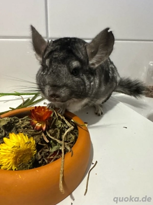 chinchilla abzugeben 