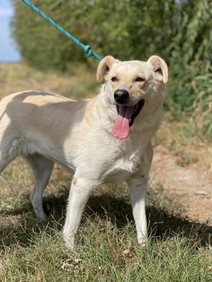 Alba, freundliche Hündin sucht neue Familie