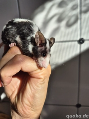 Kleine Mäsen Verachenken