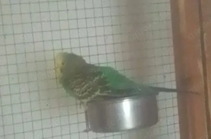 Wellensittiche Umgebung von Wismar 