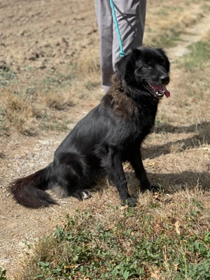 Neagra, aktive Hündin sucht neue Familie