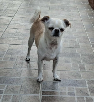 Loki, Miniwachhund sucht neue Familie