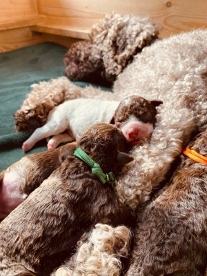 Lagotto Romagnolo Welpen mit Ahnentafel