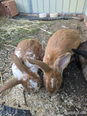 Kaninchen zum Lieben!!!
