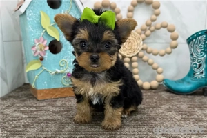 Yorkshire Terrier