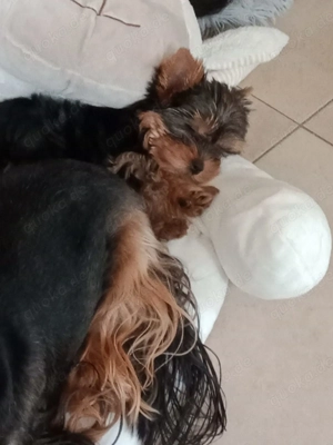 Bildschöne kleine feine Yorkshire Terrier Babys 12 Wochen