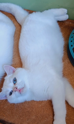 BKH Kitten vom Züchter mit Stammbaum 