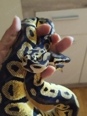 Zwei schöne Königspython abzugeben 