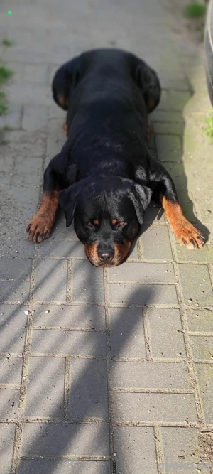 Rottweiler Deckrüde