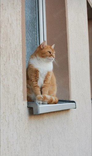 Katze Luna sucht dich   