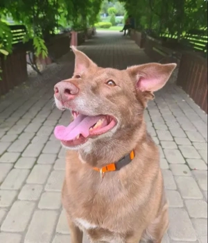 Hündin Archie sucht ein Zuhause