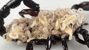 Pandinus imperator, Kaiserskorpion Körper ca. 3-4 cm, Skorpion  Bild 9