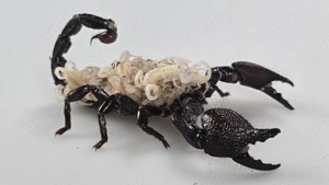 Pandinus imperator, Kaiserskorpion Körper ca. 3-4 cm, Skorpion 