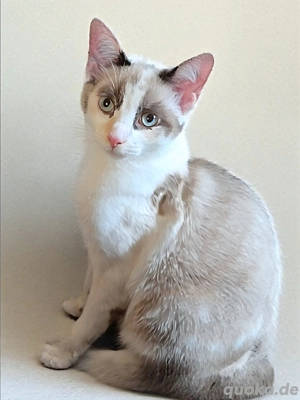 Familie Sucht 3ZKB Wohnung oder Haus nähe Wiesental, Waghäusel und umgebung 