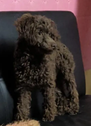 Toy pudel deckrüde (kein verkauf)