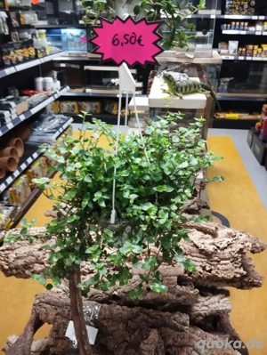    Futterpflanzen für glückliche Tiere   Golliwoog & Flumi bei Tortuga Terraristik & Co       