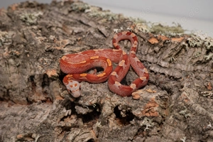 Hypo Bloodred Pied Motley Kornnatter #9