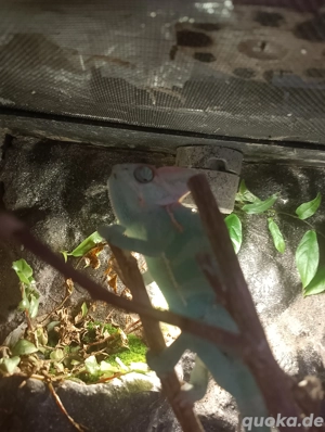 NEU Eintroffen verschiedene reptilien zum verkauf 