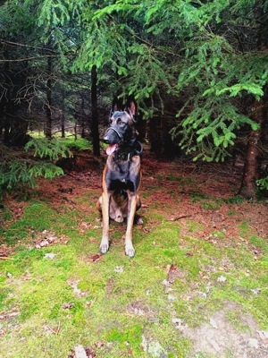 Malinois   belgischer Schäferhund Rüde