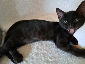 Noch 1 melanistic Bengal Katerchen mit Stammbaum + Gesundheitszeugnis 