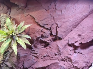 Terrarium 120x60x200 mit Glasfaser-Echtfelswand wie NEU! Bild 6