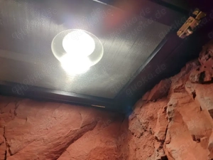 Terrarium 120x60x200 mit Glasfaser-Echtfelswand wie NEU! Bild 7