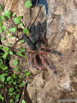 Acryl Terrarium + 0,1 Psalmopoeus victori Darth Maul Vogelspinne