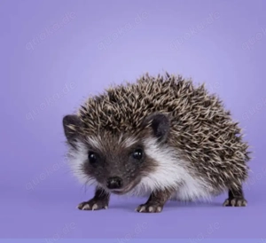 Afrikanische Weißbauchigel 