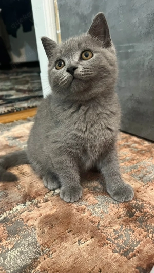 Reinrassige BKH katzenbabys 