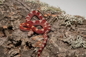 Hypo Bloodred Pied Kornnatter #7